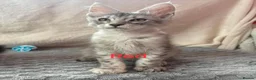 Maine Coon cats for sale: Maine Coon Kittens 🌟Tica Registered  - Advert 20