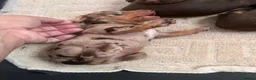 Dachshund dogs for sale: Stunning Dachshunds  - Advert 7
