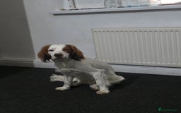 Cocker Spaniel dogs for sale: Hero the spaniel  - Image 2