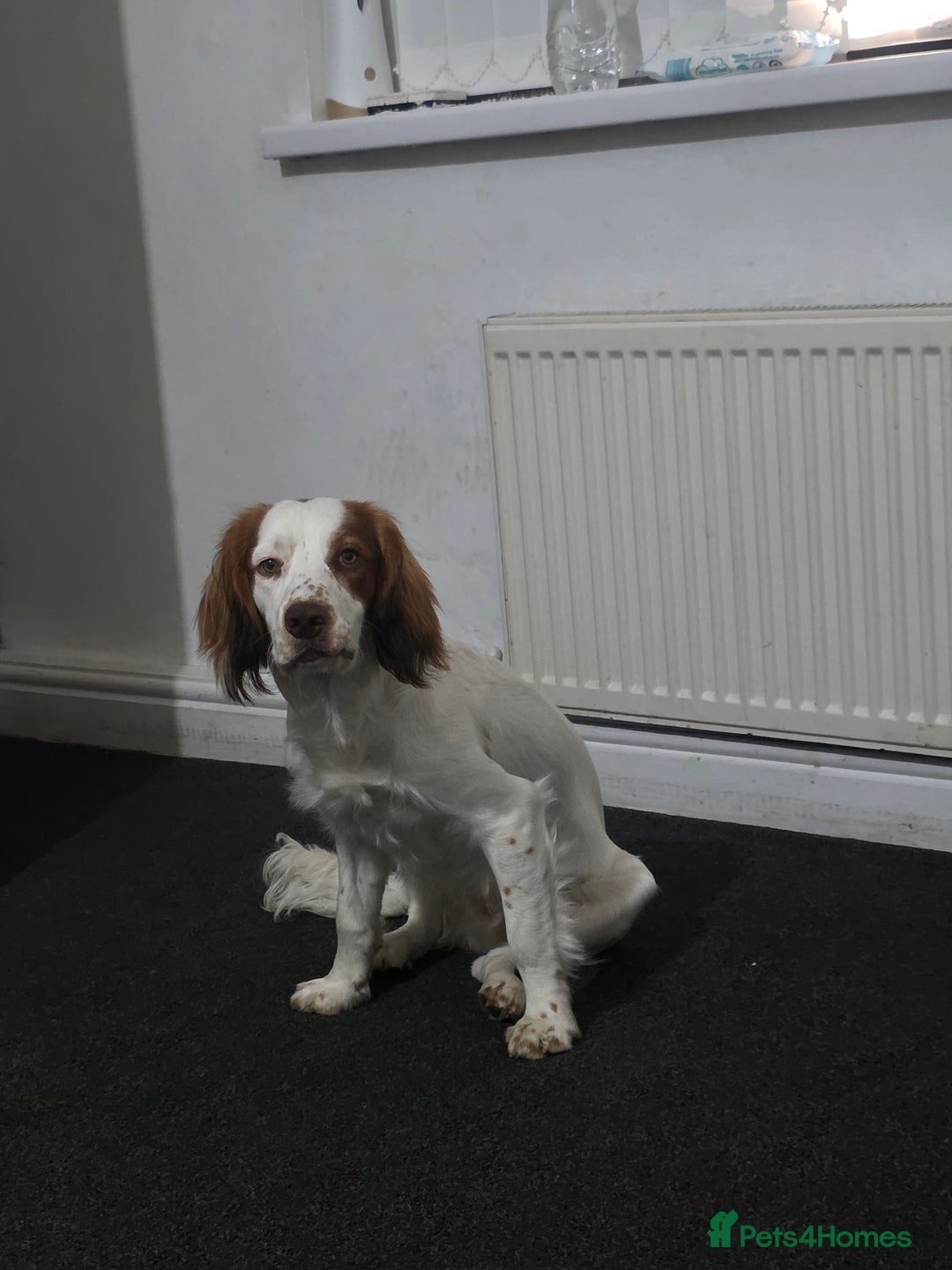 Cocker Spaniel dogs for sale: Hero the spaniel  - Image 2