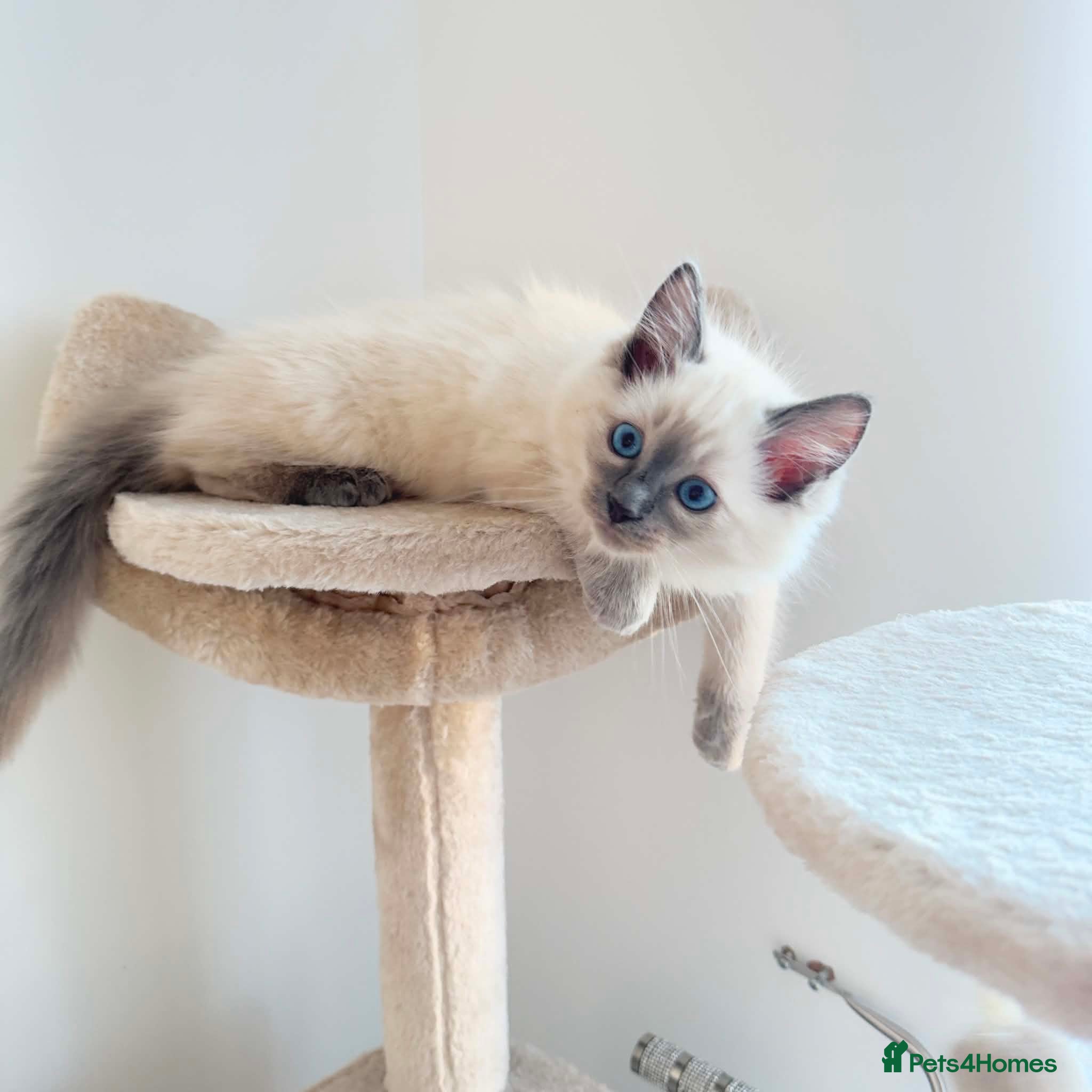 Ragdoll cats 2 little female kittens  - Advert 13