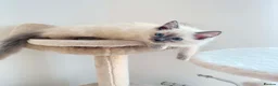 Ragdoll cats for sale: 2 little female kittens  - Advert 4
