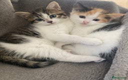 Domestic Shorthair cats for sale: Beautiful kittens available - Image 2