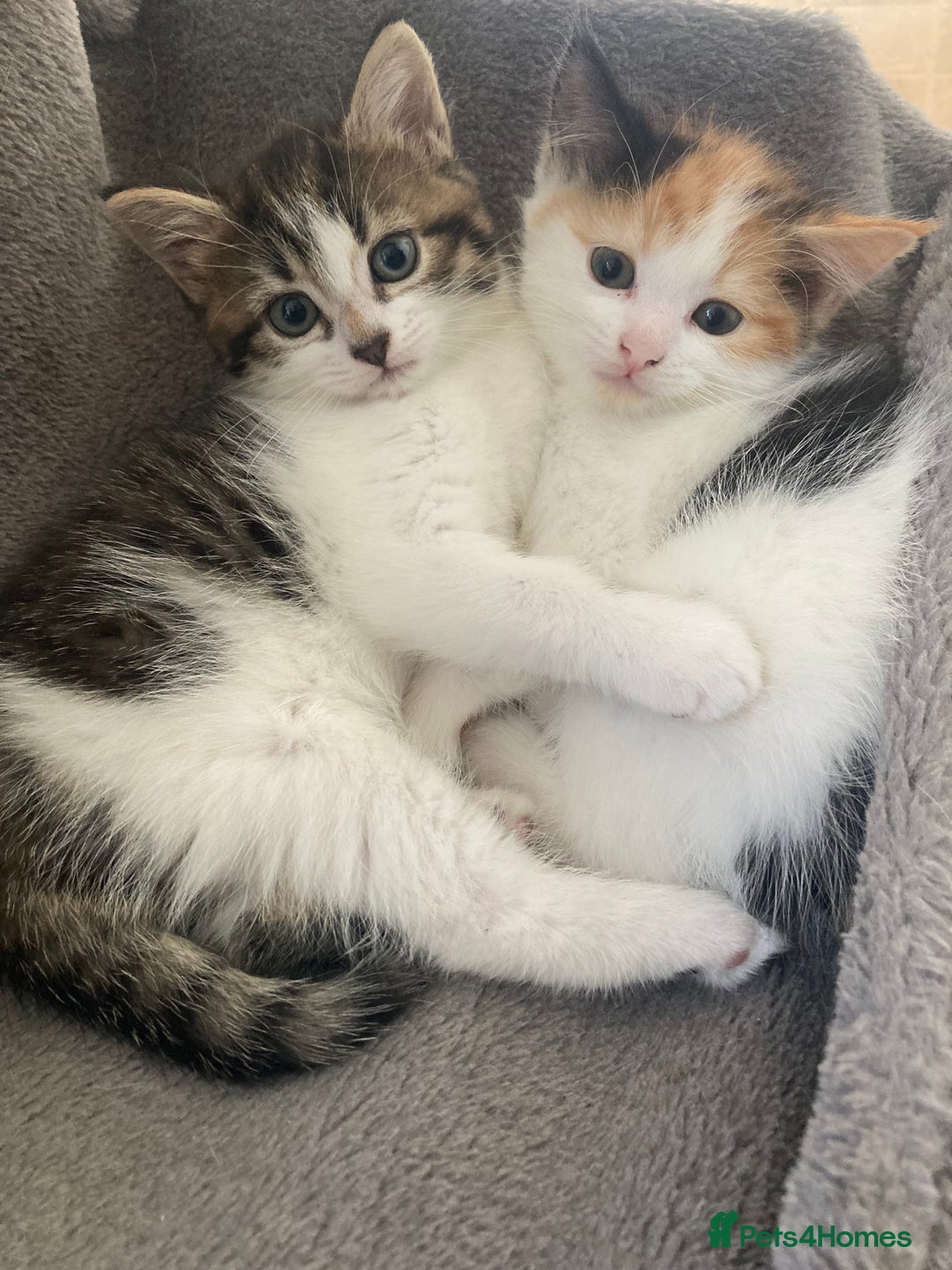 Domestic Shorthair cats for sale: Beautiful kittens available - Image 2