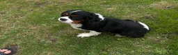 Cavalier King Charles Spaniel dogs for stud: Cavalier king Charles for stud proven  - Advert 3