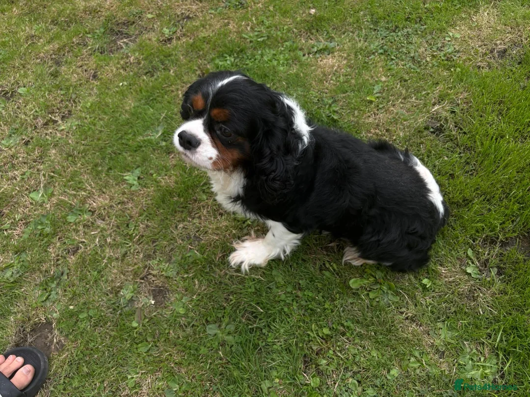 Cavalier King Charles Spaniel dogs for stud: Cavalier king Charles for stud proven  - Advert 3