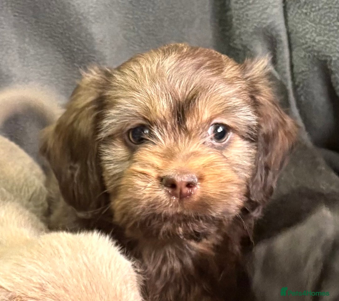 Mixed Breed dogs for sale: LOVELY LITTER OF SCHWEENIES  - Advert 13