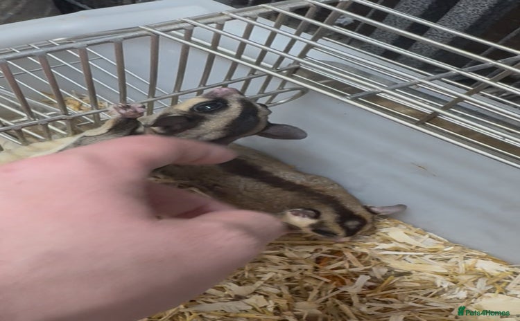 Sugar Glider rodents - Advert 2