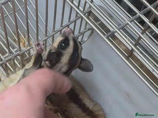 Sugar Glider rodents - Advert 2