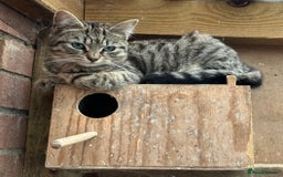 Mixed Breed cats for sale: Male mixed breed kittens - Image 8
