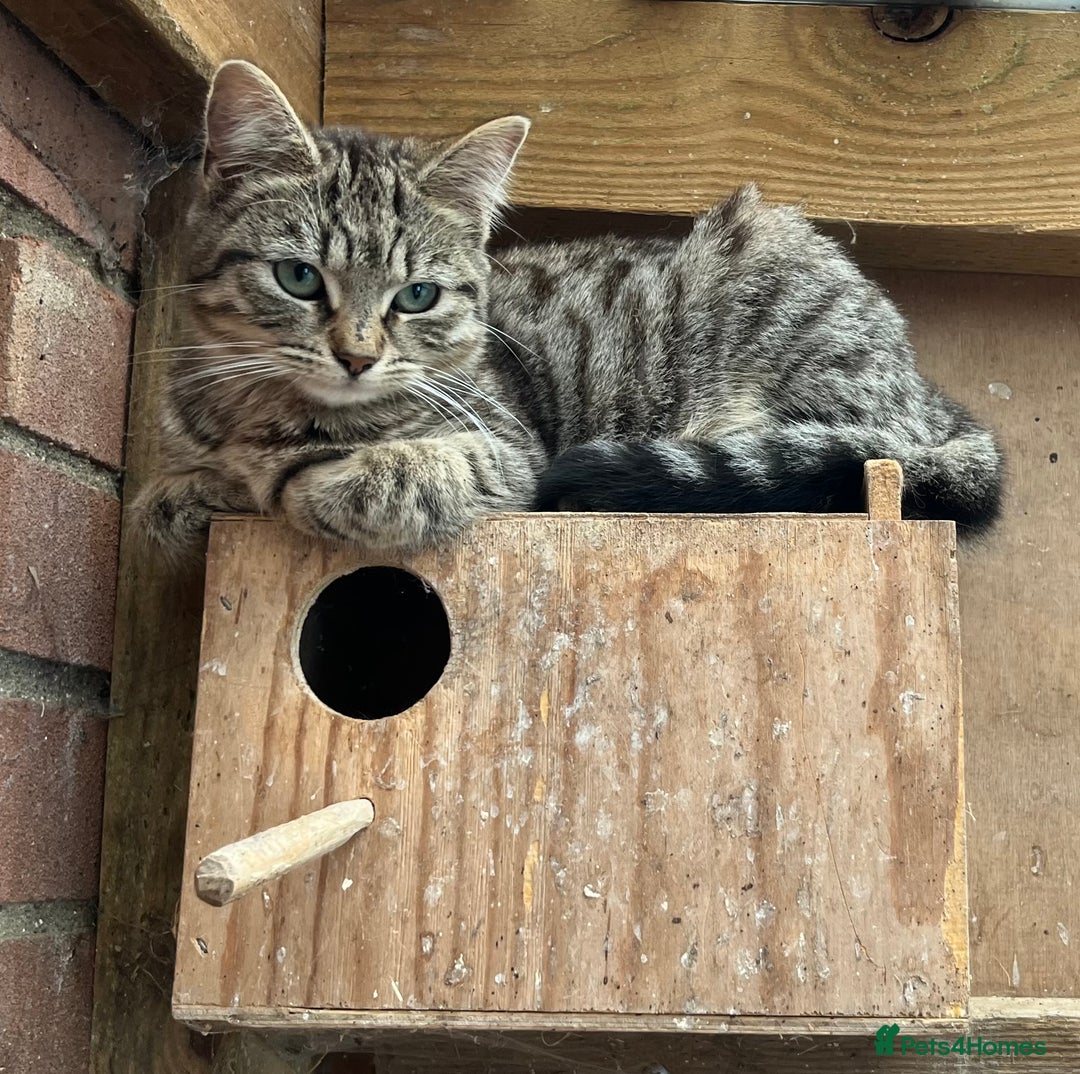 Mixed Breed cats for sale: Male mixed breed kittens - Image 8