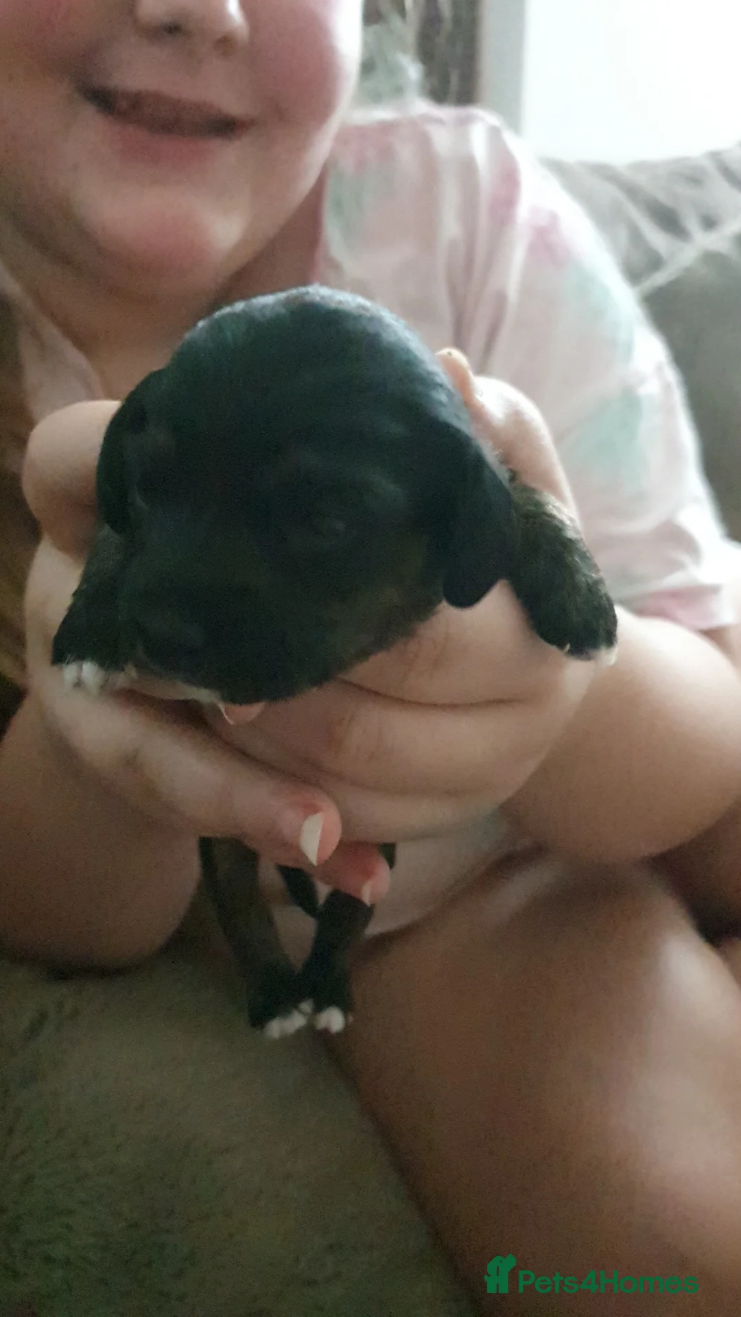 Jackapoo dogs for sale: Jackapoos - Advert 4