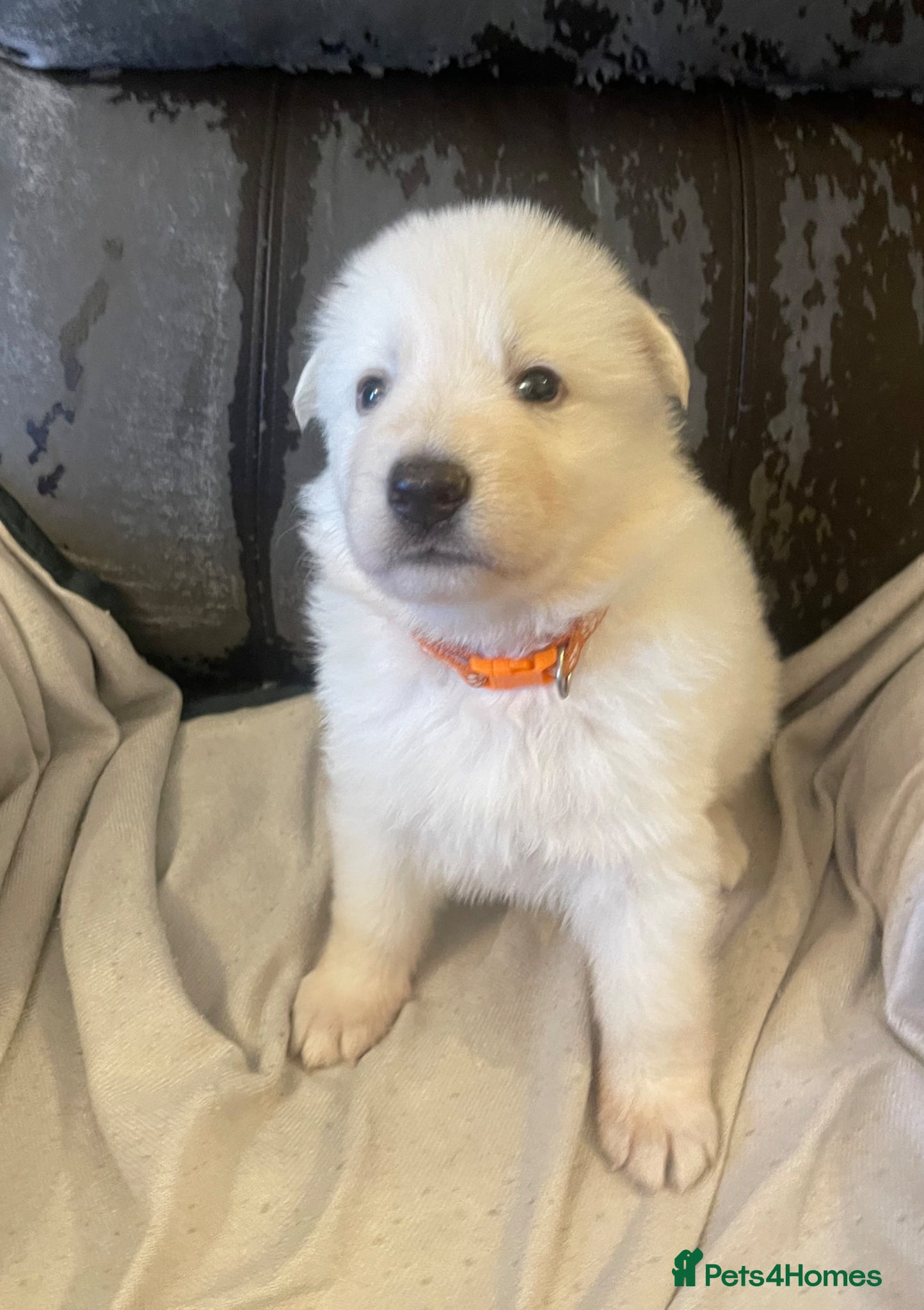 German Shepherd dogs Straight back KC Registered Long Hair GSD DM Clear - Advert 1