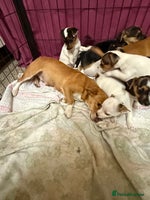 Jack Russell dogs Jack Russell short legged puppies - Advert 4