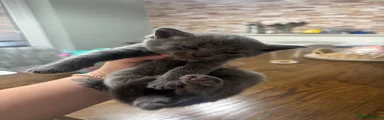 Mixed Breed 1