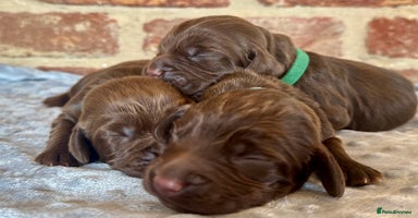 Cocker Spaniel dogs - Advert 3