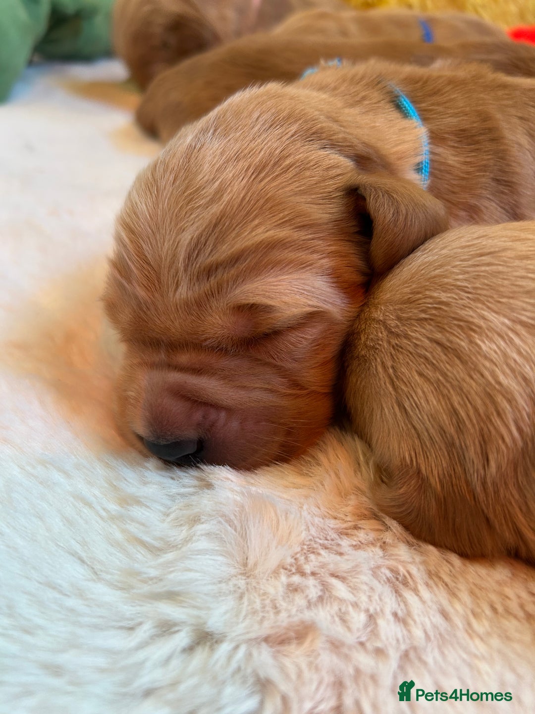 Golden Retriever dogs for sale: Lovely Litter 🐶 KC registered🐶health tested  - Advert 8