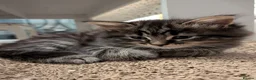Mixed Breed cats for sale: Kittens available  in Herne Bay - Advert 8