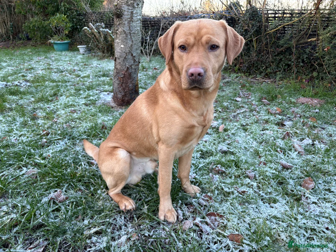 Labrador Retriever dogs for stud: Bilbo Jumper Fox Red Stud - Advert 1