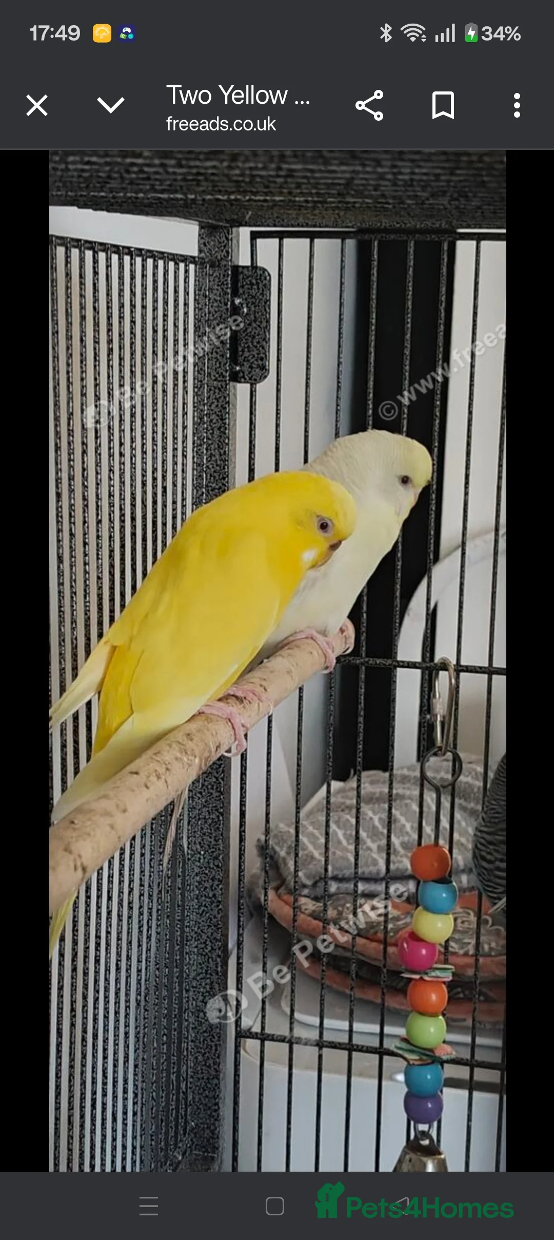 Budgerigars birds for sale: Budgies - Advert 4