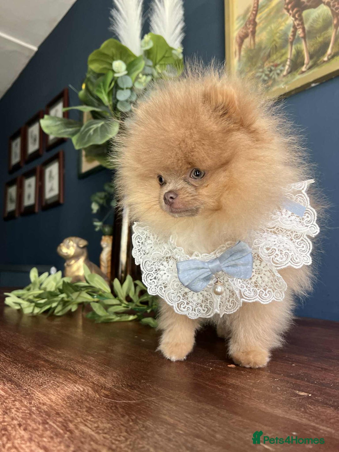 Pomeranian dogs for sale: Stunning pick of the litter Pomeranian Boy - Image 2