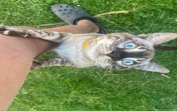 Bengal cats for sale: Sibling Bengals  - Image 14