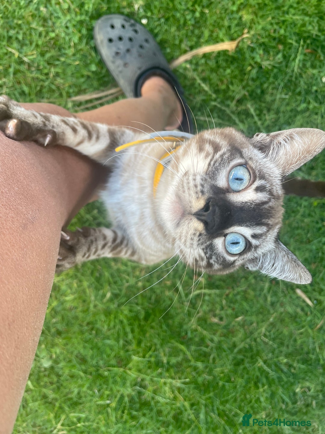 Bengal cats for sale: Sibling Bengals  - Image 14