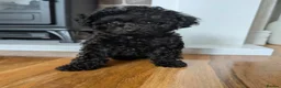 Toy Poodle dogs for sale: Asian toy poodle - Advert 5