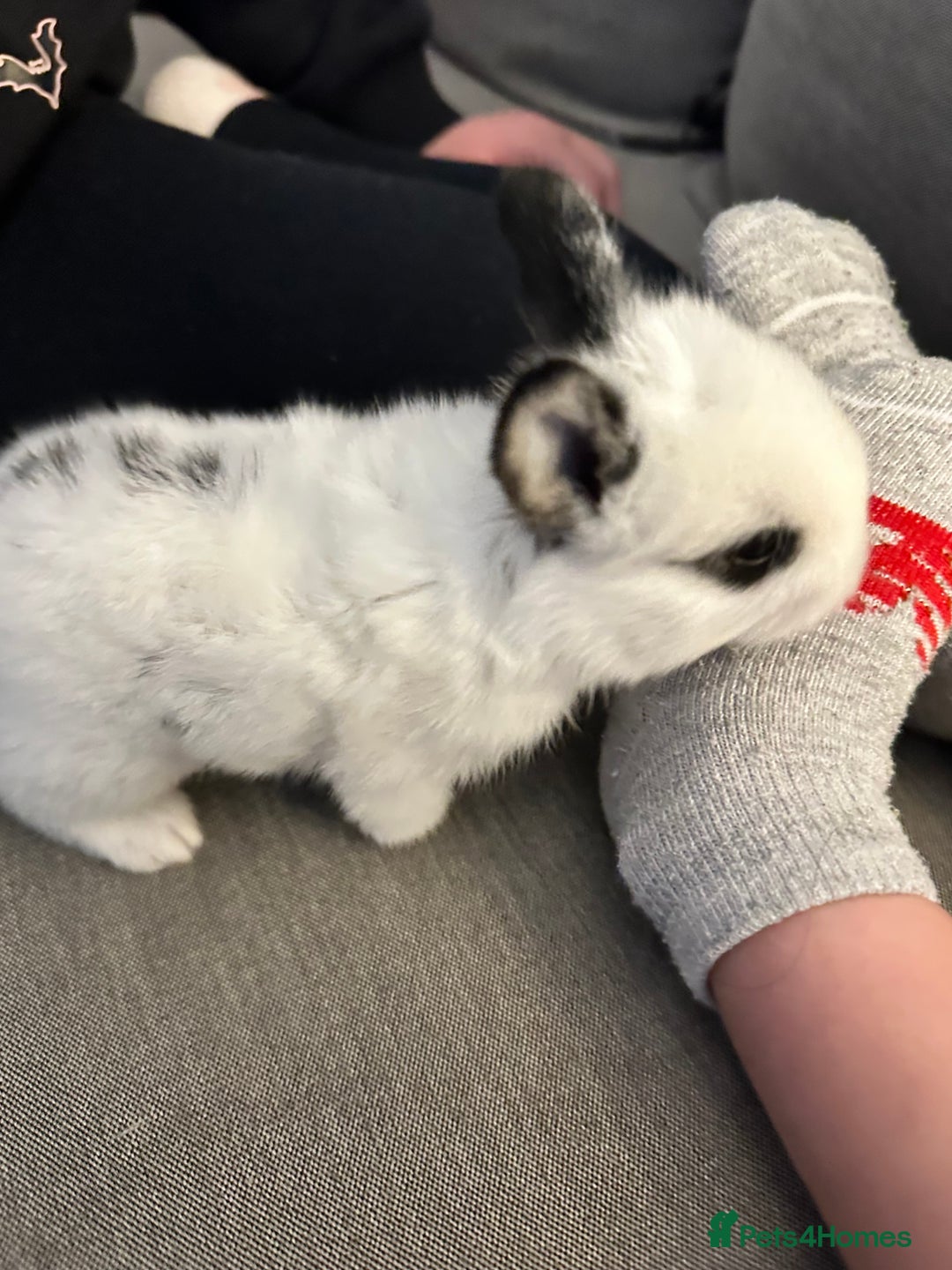 Dwarf Hotot rabbits for sale: Baby bunny  - Image 1