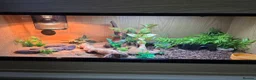 Leopard Gecko reptiles for sale: Leopard geko and viv in Liverpool - Advert 2