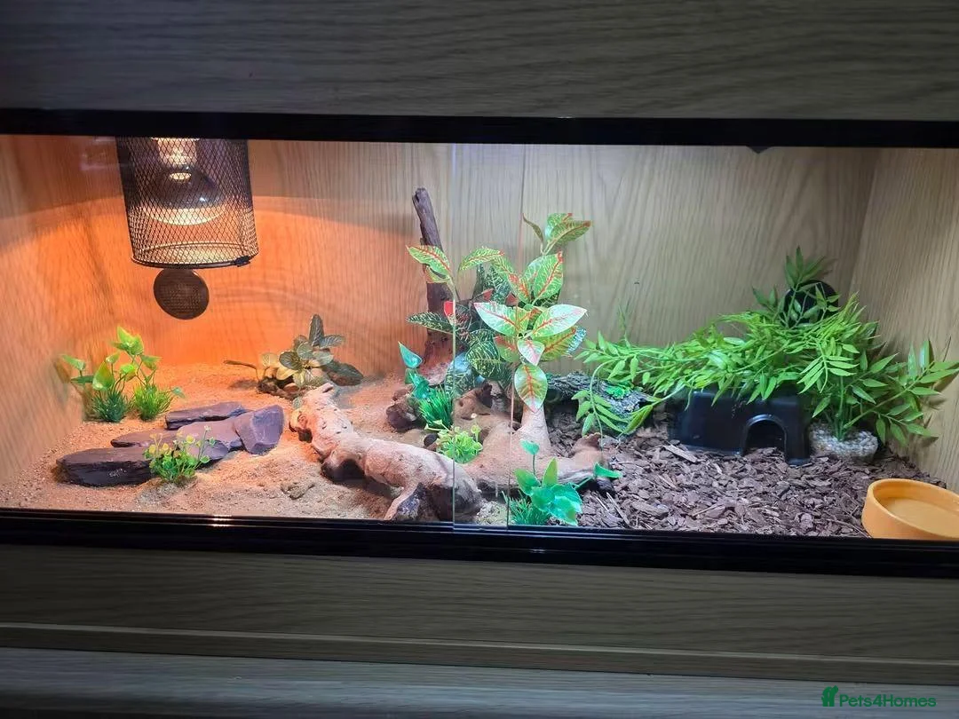 Leopard Gecko reptiles for sale: Leopard geko and viv in Liverpool - Advert 2