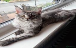 Maine Coon cats for sale: Mr Fink. Loving huge Maine coon - Image 2