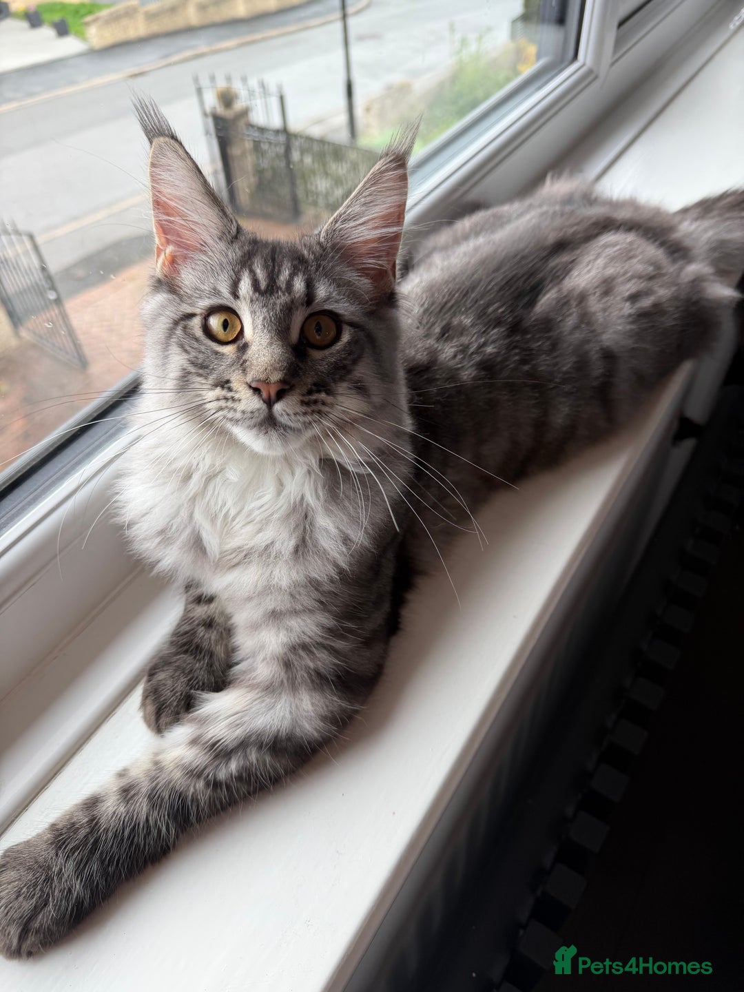 Maine Coon cats for sale: Mr Fink. Loving huge Maine coon - Image 2