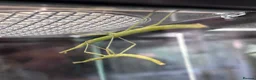 Mixed Breed reptiles for sale: 10 Indian stick insects eggs in Hull - Advert 3