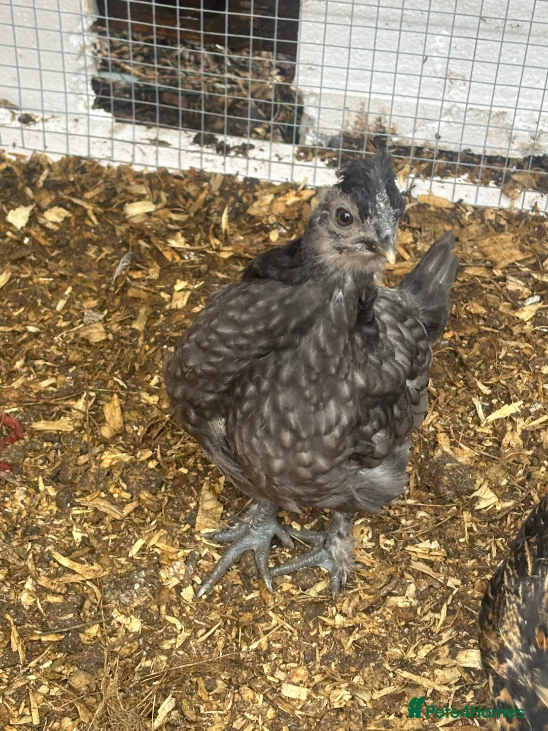 Chickens poultry for sale: 9 Silkie mixed polish chicks grey/black very cute - Advert 2