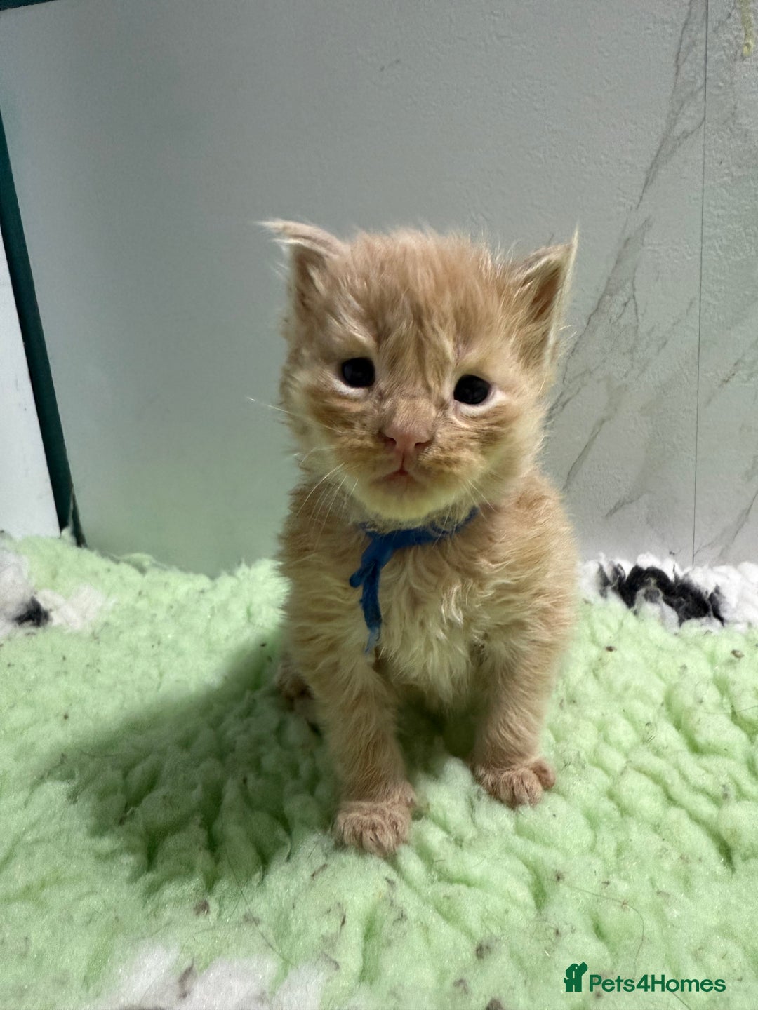 Maine Coon cats for sale: Pedigree Mainecoon kittens  - Image 1