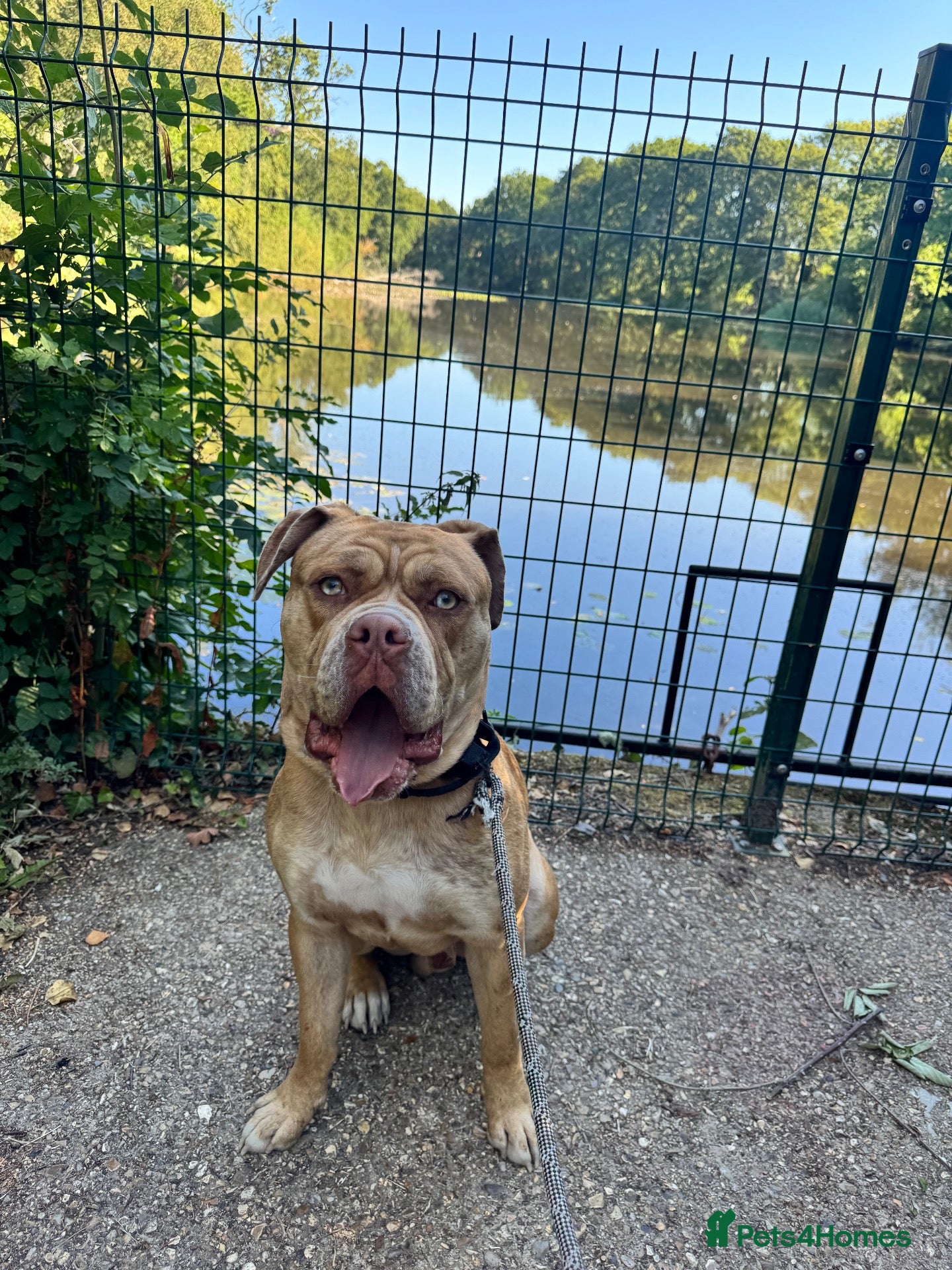 Mixed Breed dogs Ronnie is looking for his forever home🐾 - Advert 1