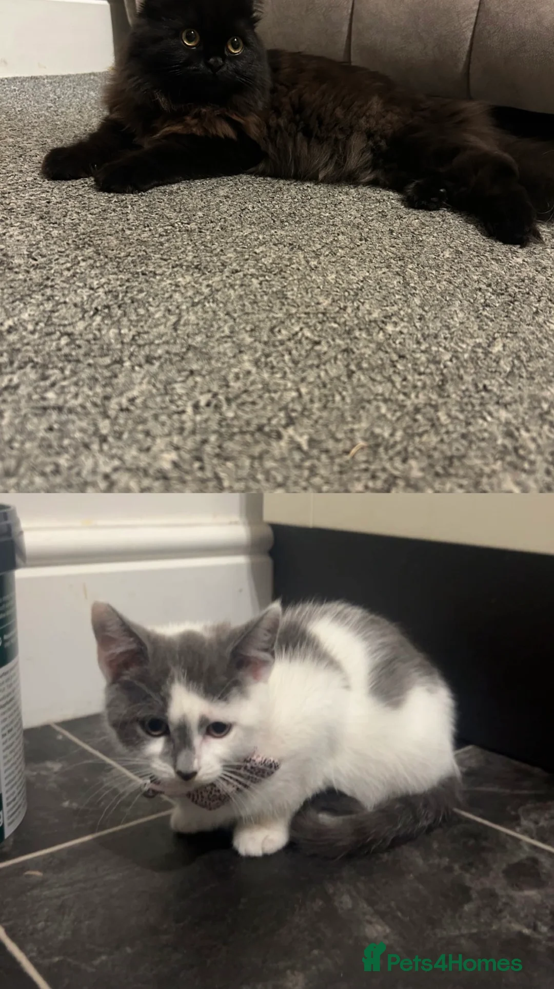 Mixed Breed cats for sale: Beautiful mix breed cat in Cleethorpes - Advert 5