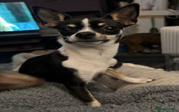 Chihuahua dogs for sale: BEAUTIFUL TRI TINY CHIHUAHUA PUPPY - Image 2