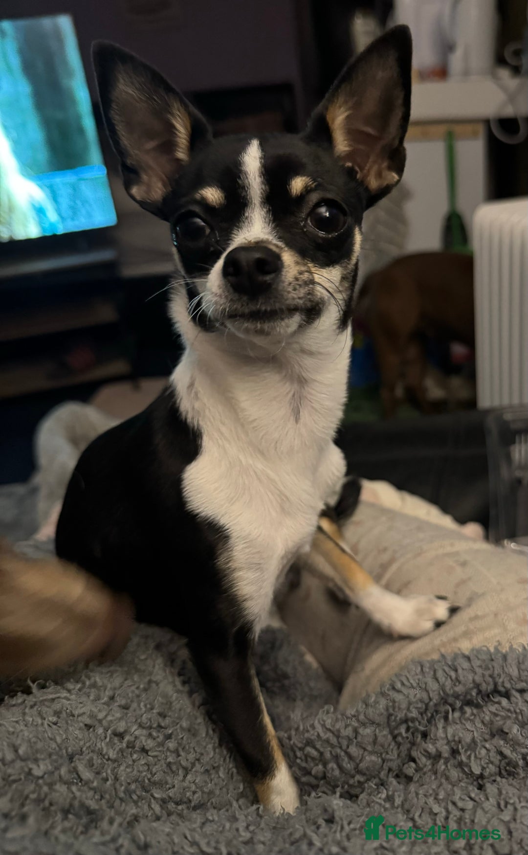 Chihuahua dogs for sale: BEAUTIFUL TRI TINY CHIHUAHUA PUPPY - Image 2