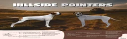 Pointer dogs for sale: English pointer in Slough - Advert 2
