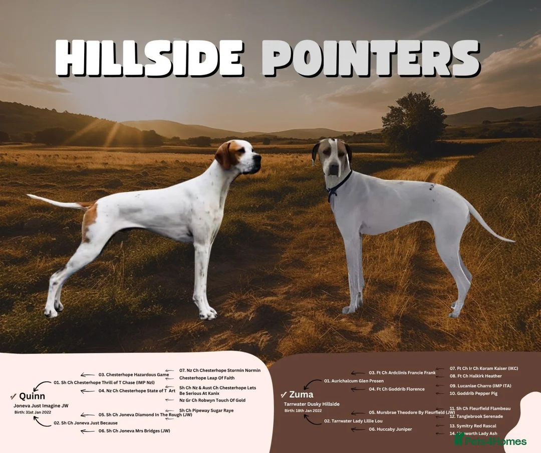 Pointer dogs for sale: English pointer in Slough - Advert 2