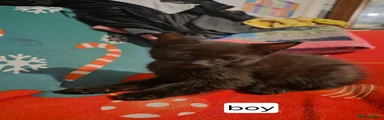 Mixed Breed 2