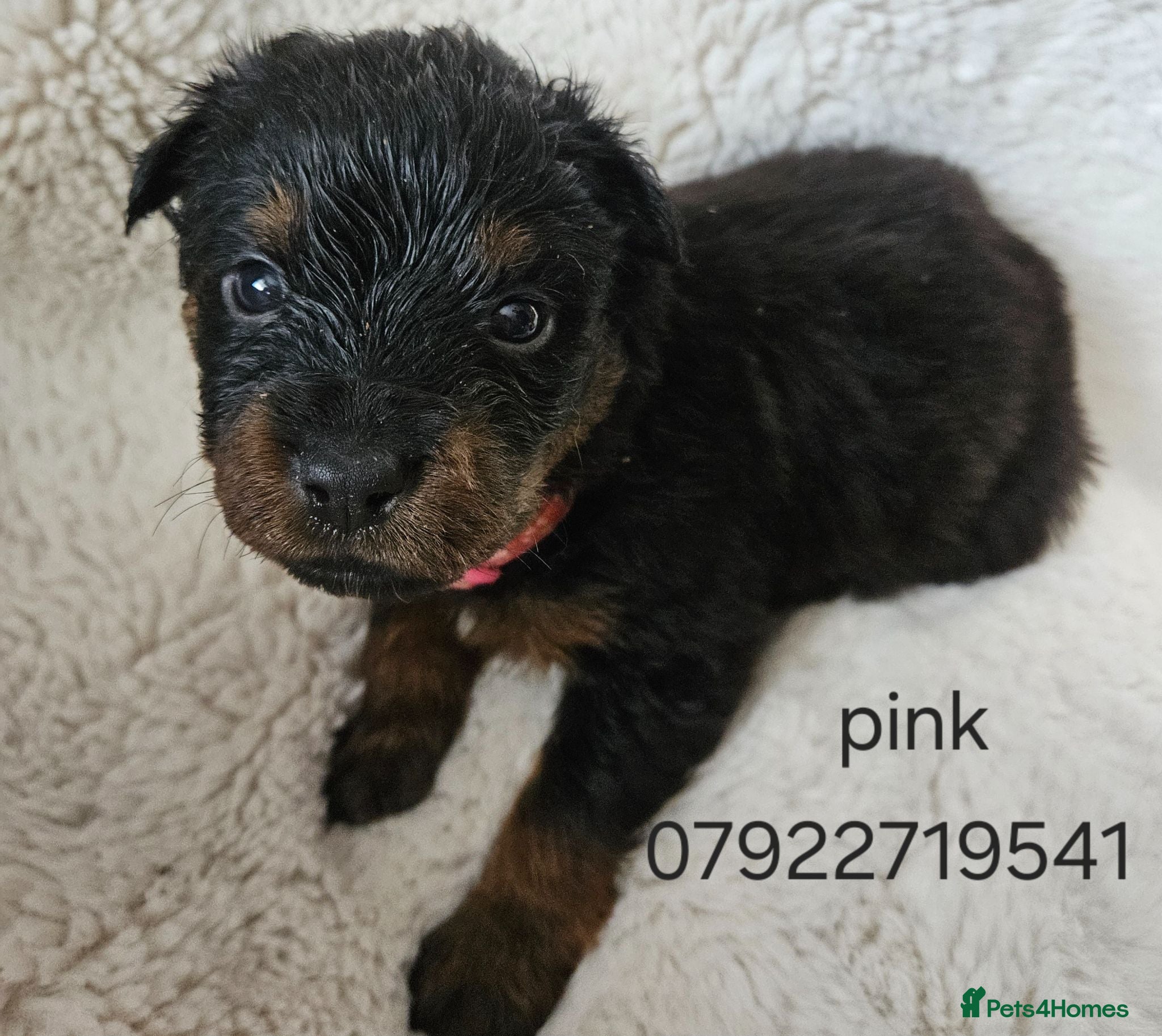 Rottweiler dogs Last female rottweiler pup need forever homes - Advert 2