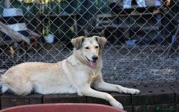 Mixed Breed dogs for adoption: 💙🐶 NICK(8 month) & ❤️🐶 MAILY (1 year)  - Advert 17