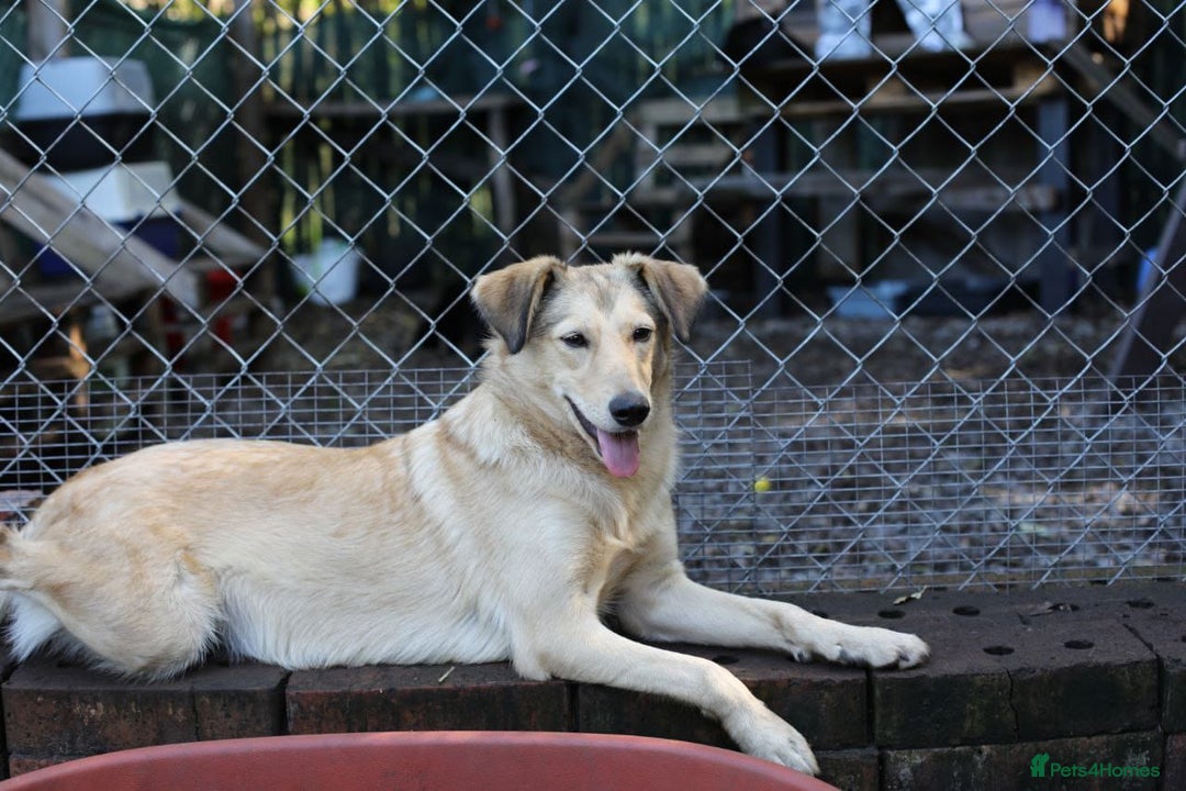 Mixed Breed dogs for adoption: 💙🐶 NICK(8 month) & ❤️🐶 MAILY (1 year)  - Advert 17