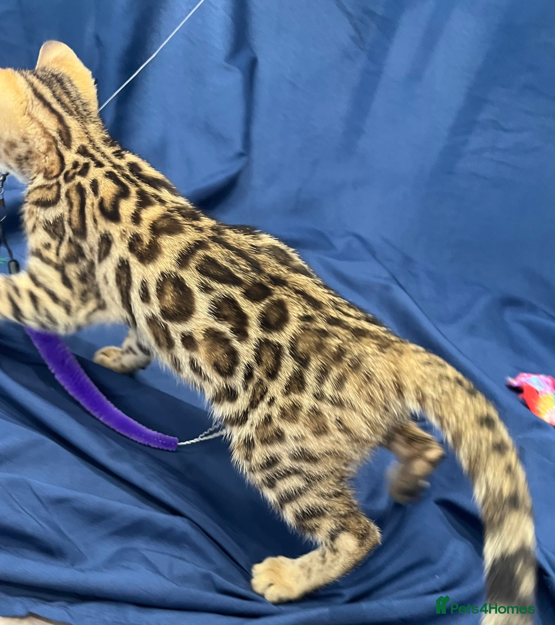 Bengal cats Full pedigree registered bengal kittens  - Advert 2