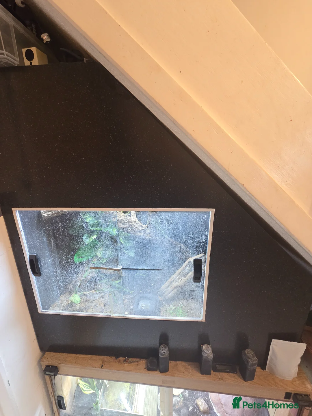 Lizard reptiles for sale: Chinese water dragon  in Tewkesbury - Advert 5