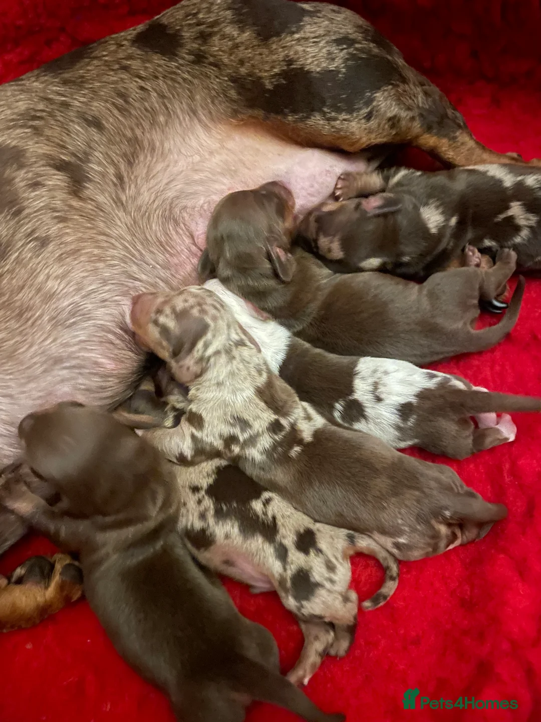 Dachshund dogs for sale: Dachshund puppies - Advert 2