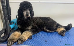 Standard Poodle dogs for sale: Stunning 5* Standard chunky poodle puppies 🐶  - Image 37